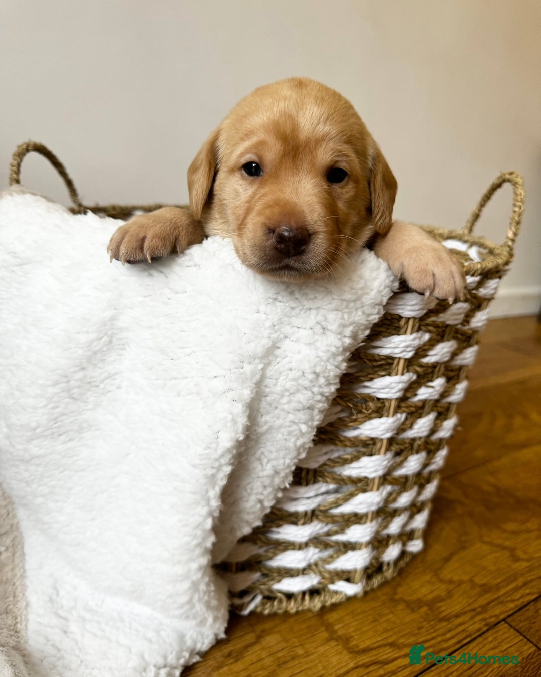 Labrador Retriever dogs for sale: Champion Bloodlines KC Labrador Retriever Puppies - Image 4