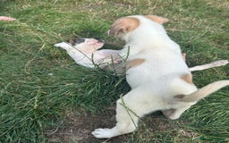 American Bulldog dogs for sale: Ready now Beautiful litter American bulldog puppy - Image 2