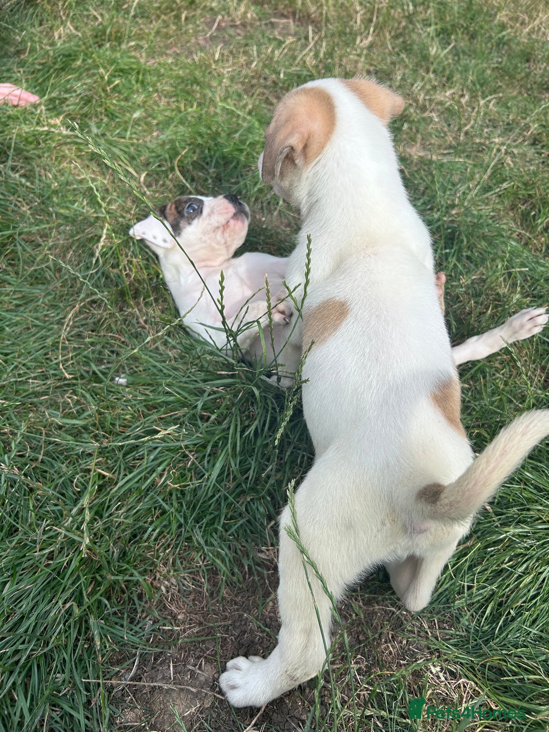 American Bulldog dogs for sale: Ready now Beautiful litter American bulldog puppy - Image 2