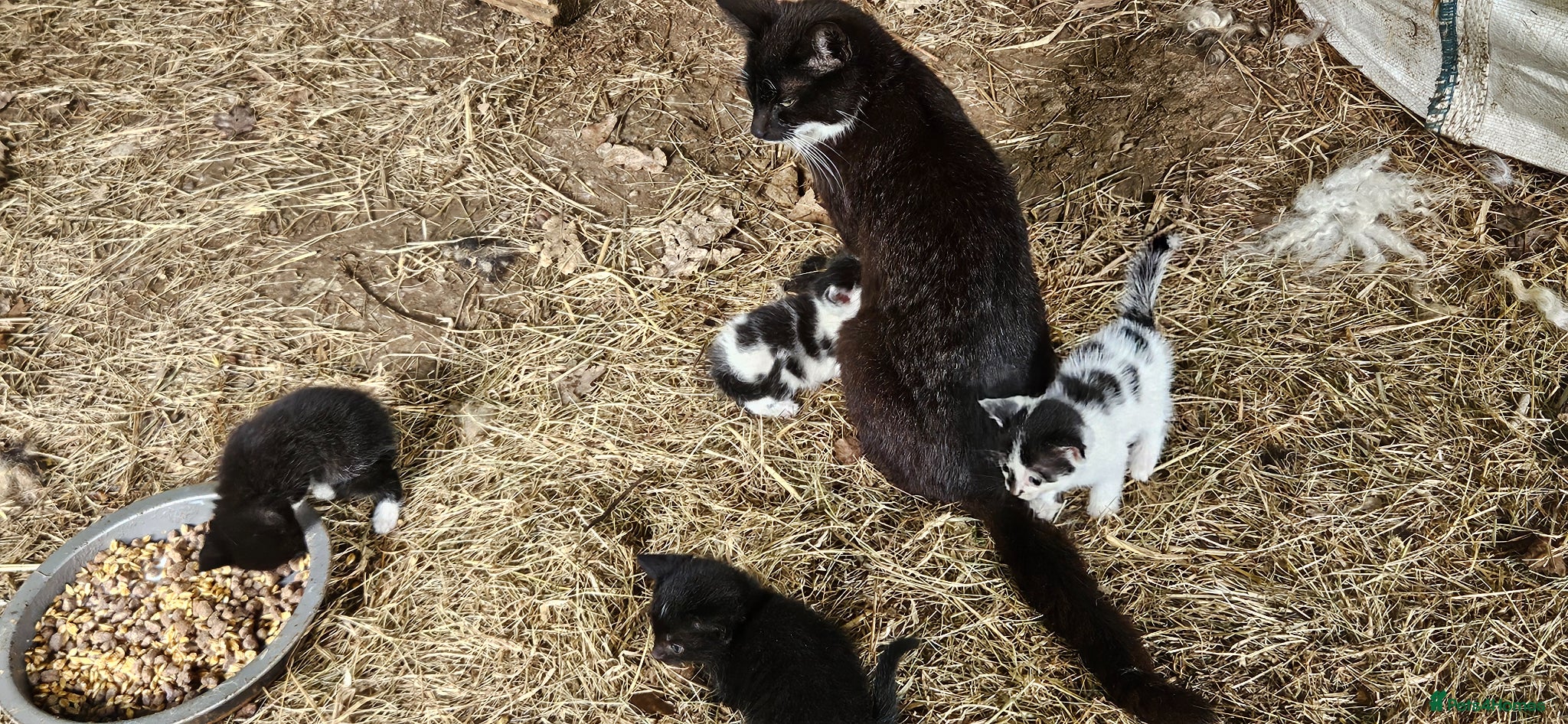 Mixed Breed cats Kittens - Advert 12
