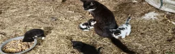Mixed Breed cats for sale: Kittens - Advert 1