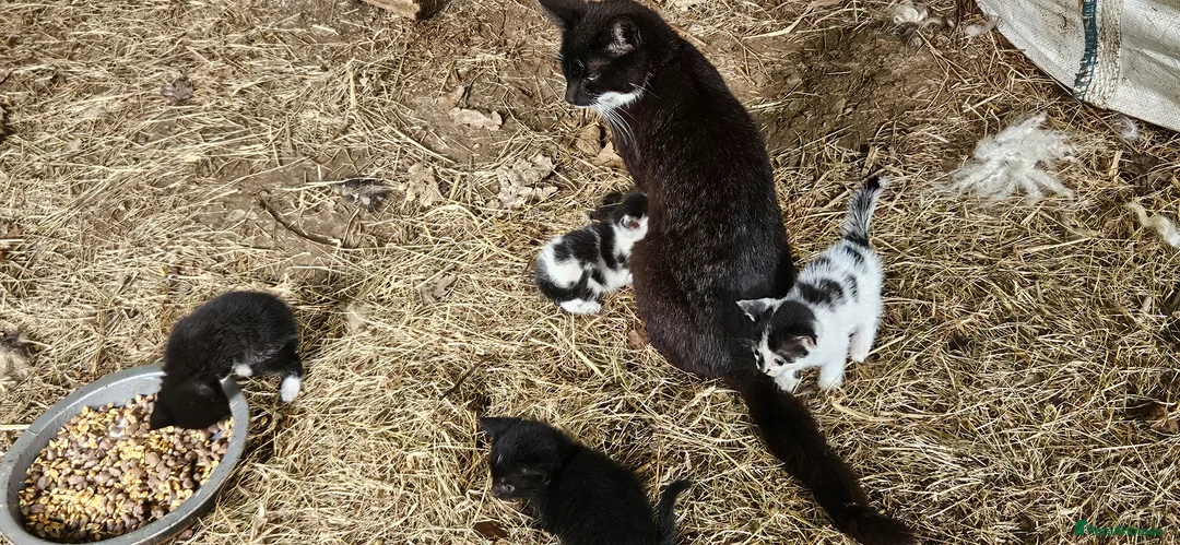 Mixed Breed cats for sale: Kittens - Advert 1