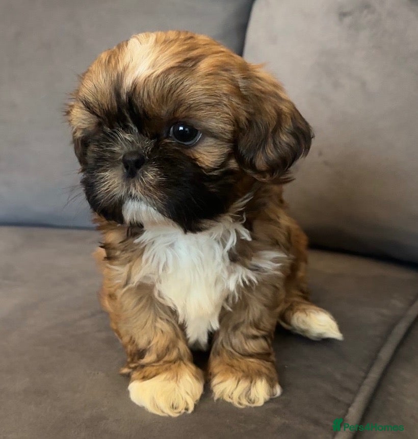 Shih Tzu dogs Stunning chocolate imperial Shih Tzu puppies  - Advert 2