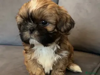 Shih Tzu dogs Stunning chocolate imperial Shih Tzu puppies - Advert 2