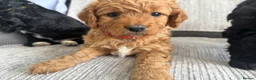 Cockapoo dogs for sale: Cockapoo puppies - Advert 19