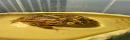 Lizard reptiles for sale: Two Healthy Pacman Frogs (Horned Frogs) – £20 Each - Advert 7