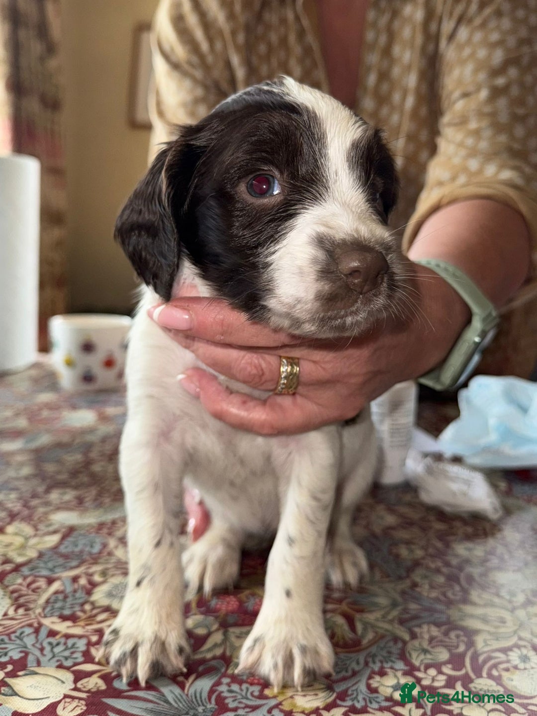 English Springer Spaniel dogs for sale: KC Springer Spaniel puppies 3 x girls available  in Hereford - Image 8