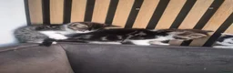 Mixed Breed cats for sale: Fluffy fur babies in Stoke-on-Trent - Advert 3