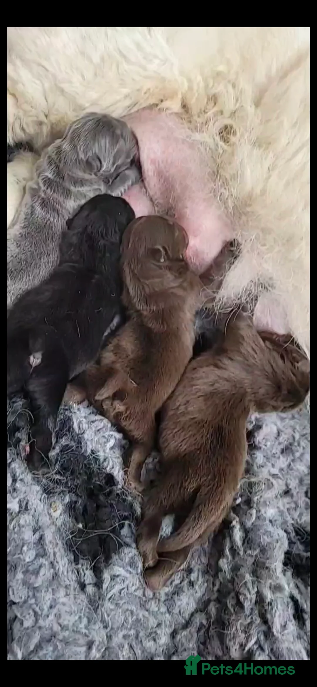 Chow Chow dogs for stud: HERSHEY the famous chocolate carrying blue. in Cheltenham - Advert 22