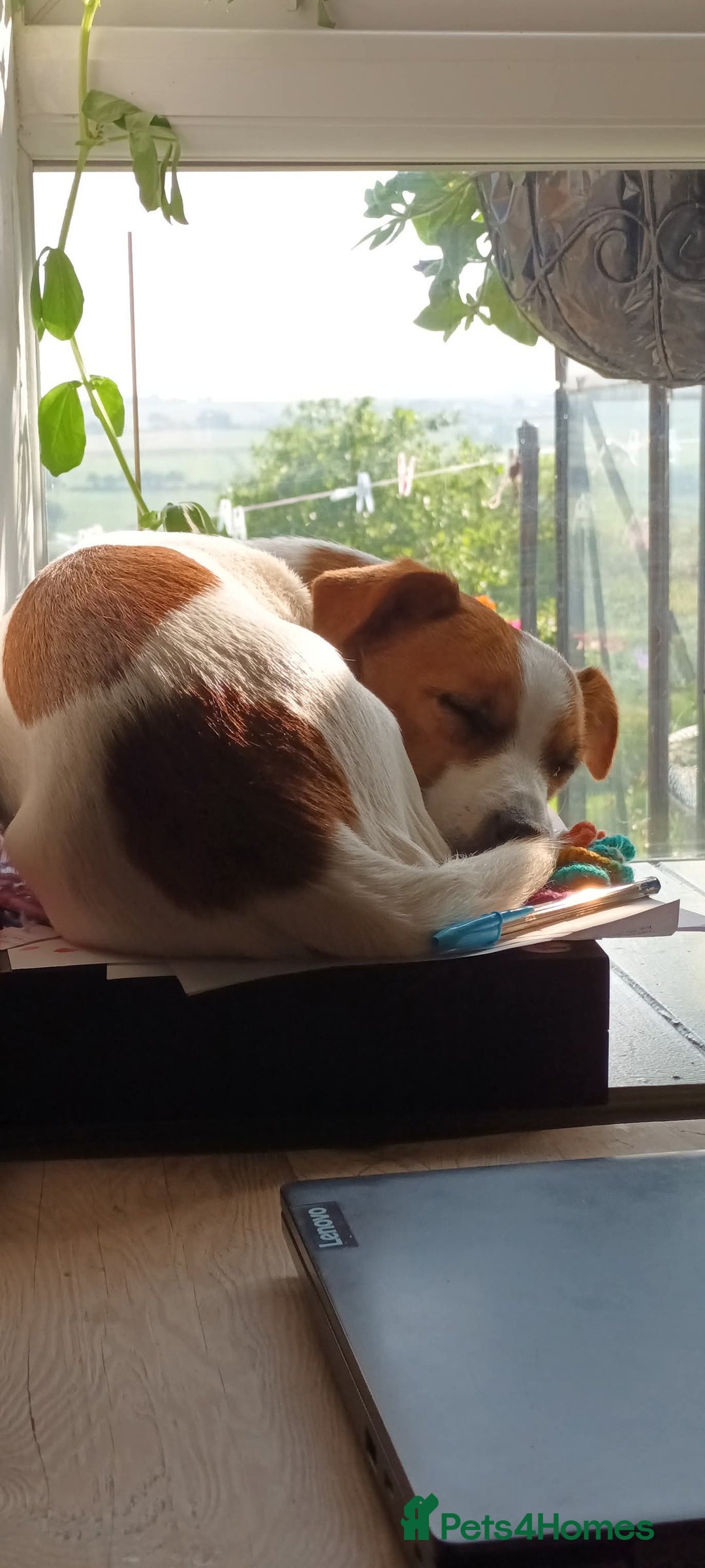 Jack Russell dogs for sale: Jack Russell Terriers - Image 11