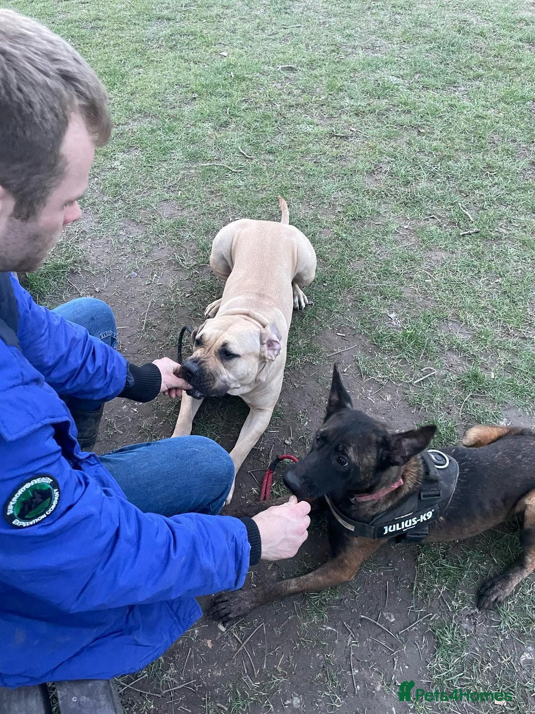 Belgian Shepherd Dog dogs for sale: Maggie 3-year-old Belgian Malinois. - Advert 4