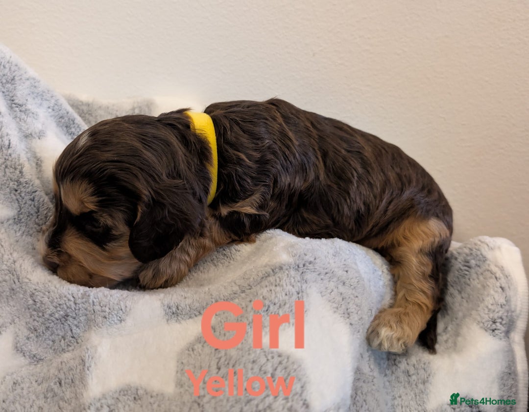 Cockapoo dogs for sale: Beautiful Cockapoo puppies 🐶 😍  - Image 24