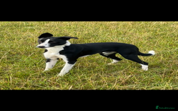 Mixed Breed dogs for sale: beautiful Bull/Greyhound puppies  - Image 18