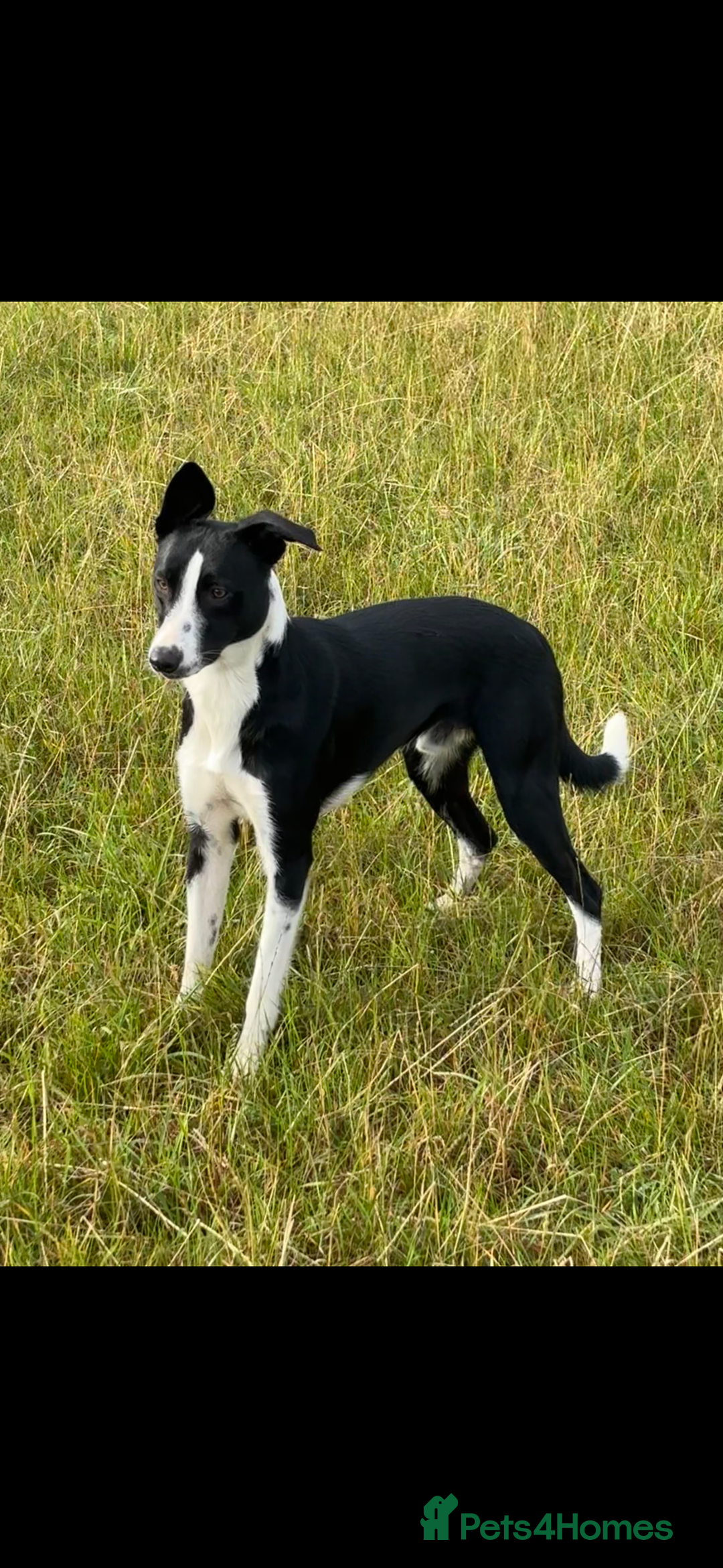 Mixed Breed dogs for sale: beautiful Bull/Greyhound puppies  - Image 18