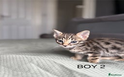 Savannah cats for sale: KIWANGA PEDIGREE F3 SAVANNAH KITTENS  - Image 37