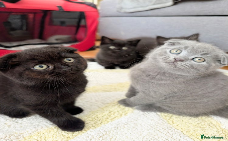 Scottish Fold cats - Advert 7