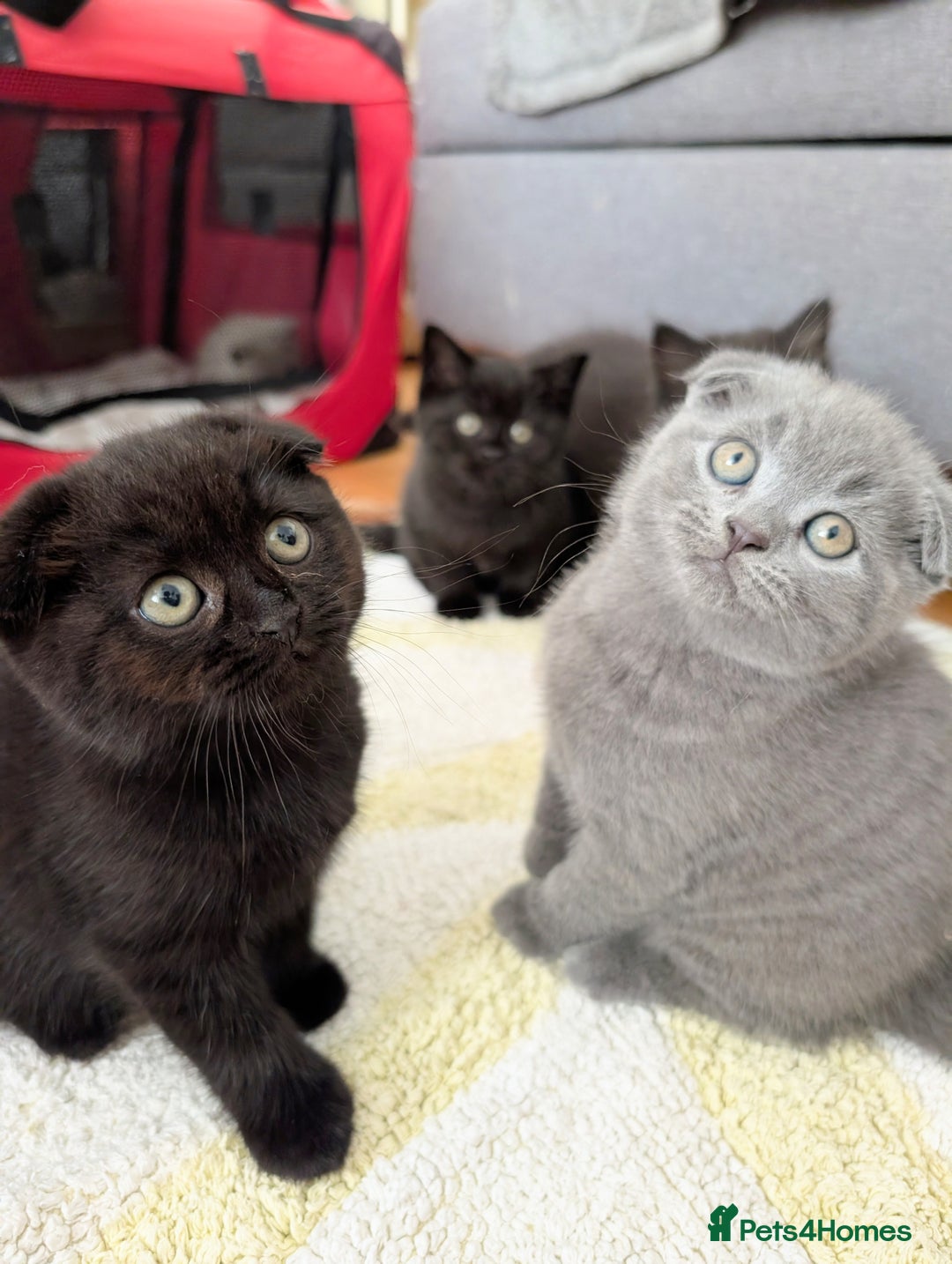 Scottish Fold cats for sale: Beautiful kittens are looking for a new home🥰✨ - Image 1