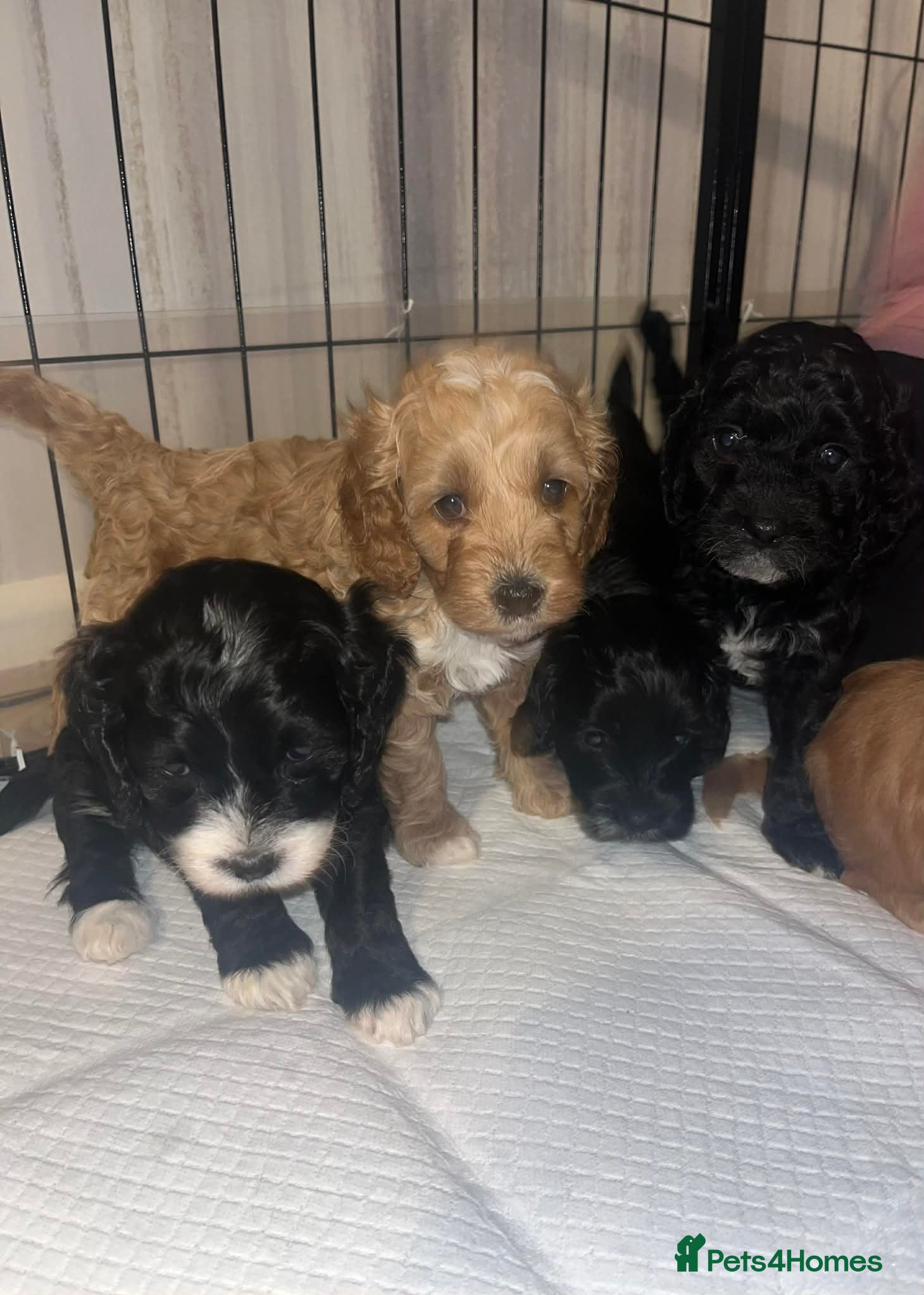 Cockapoo dogs *REDUCED* Beautiful miniature cockapoo puppies  - Advert 11