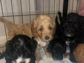 Cockapoo dogs *REDUCED* Beautiful miniature cockapoo puppies - Advert 11