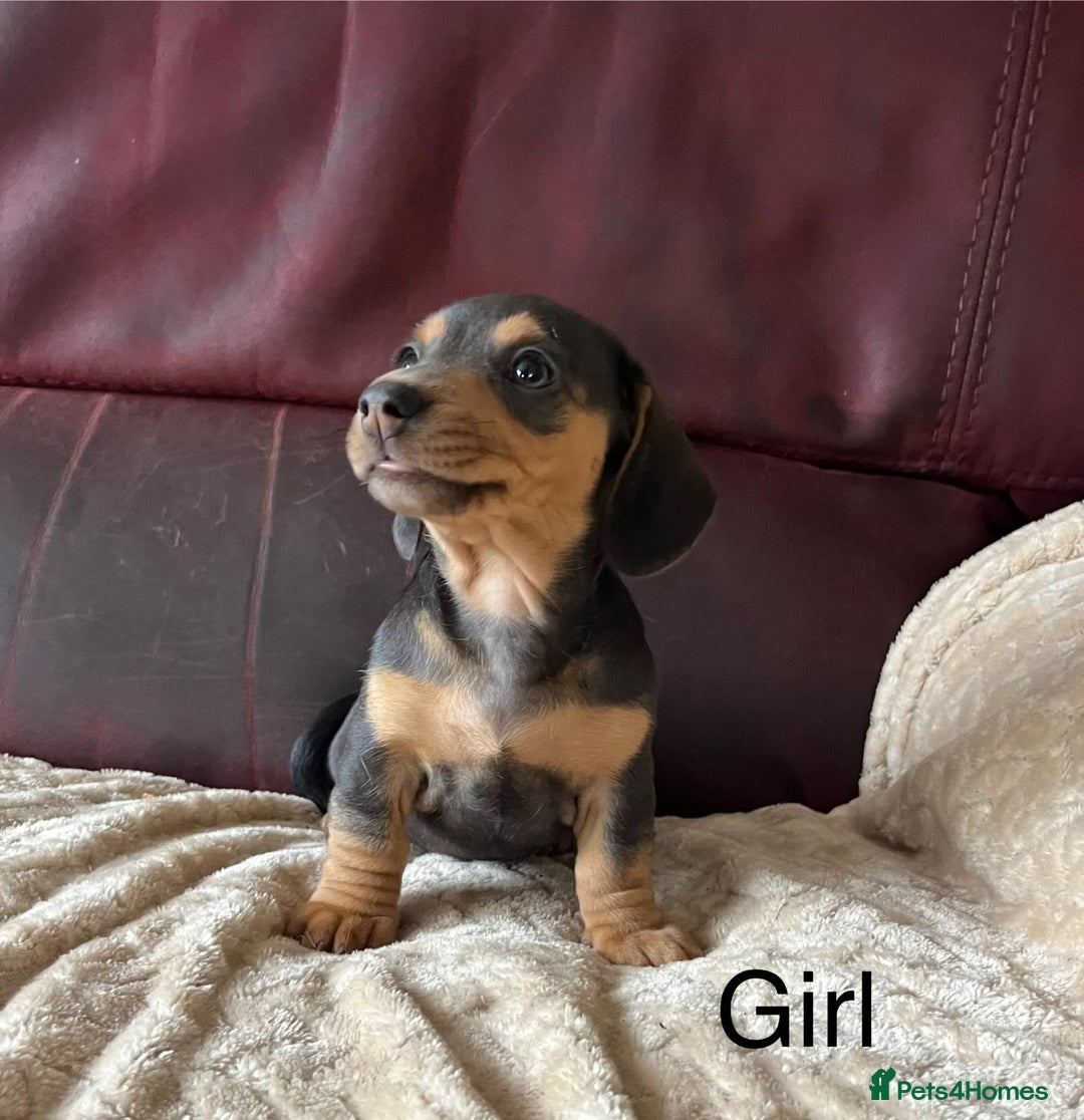 Miniature Dachshund dogs for sale: Stunning KC Registered Miniature Dashound  - Image 11