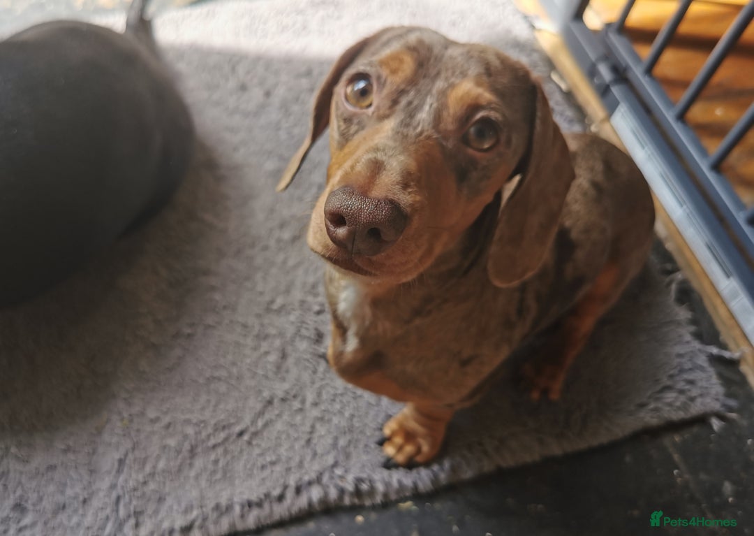 Miniature Dachshund dogs for stud: Miniature chocolate dapple mink dachshund stud dog - Image 2