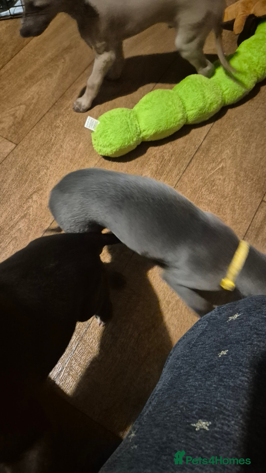 Mixed Breed dogs for sale: Greyhound lurcher cross - Advert 12