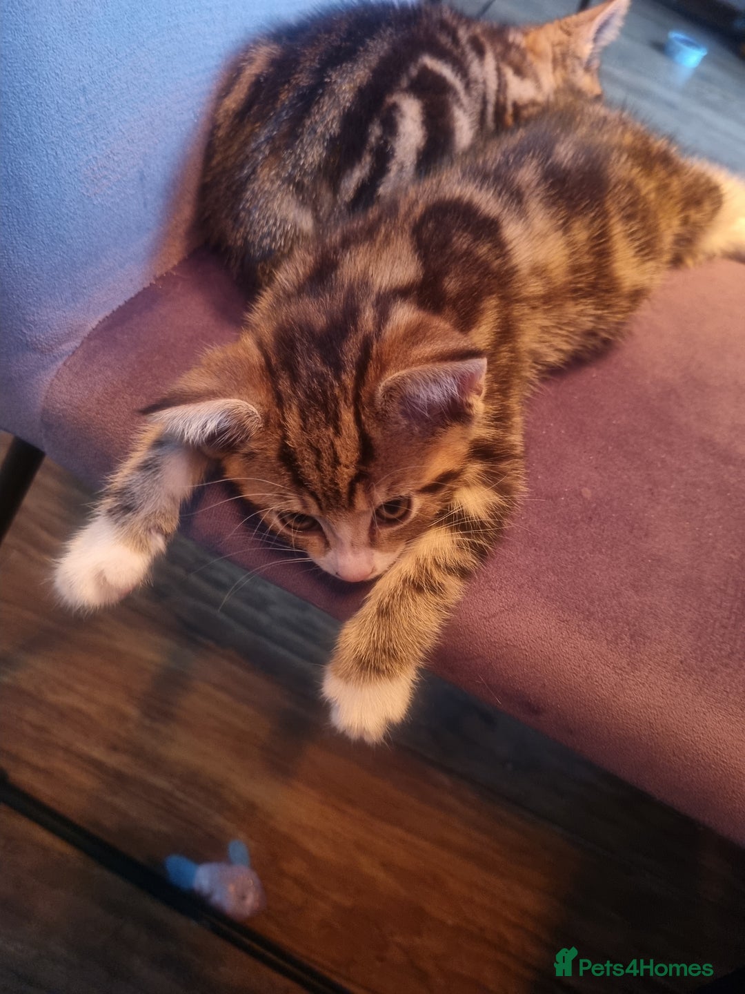 Mixed Breed cats for sale: Last girl kitten available immediately - Image 4