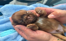 Shih Tzu dogs for sale: Doll face shih tzu tri colour puppy’s  - Image 6