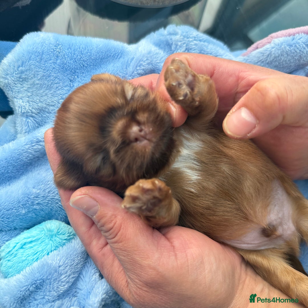 Shih Tzu dogs for sale: Doll face shih tzu tri colour puppy’s  - Image 6