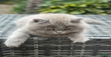 British Shorthair cats - Advert 15