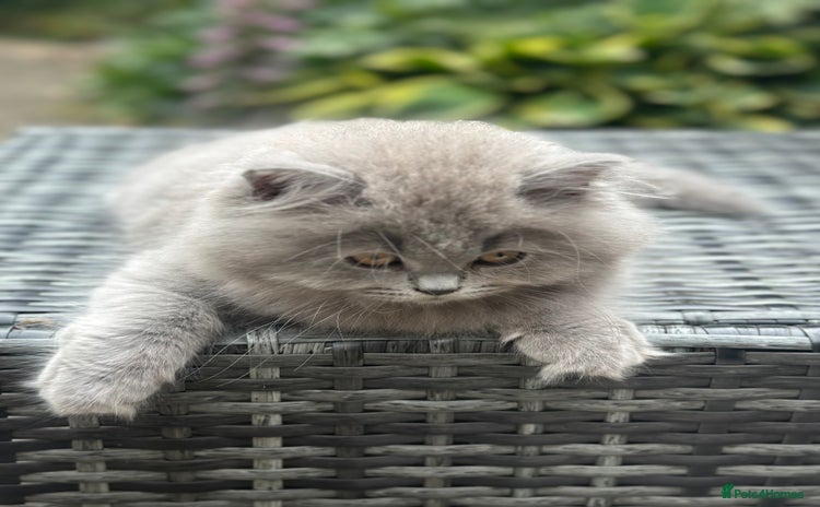 British Shorthair cats - Advert 13