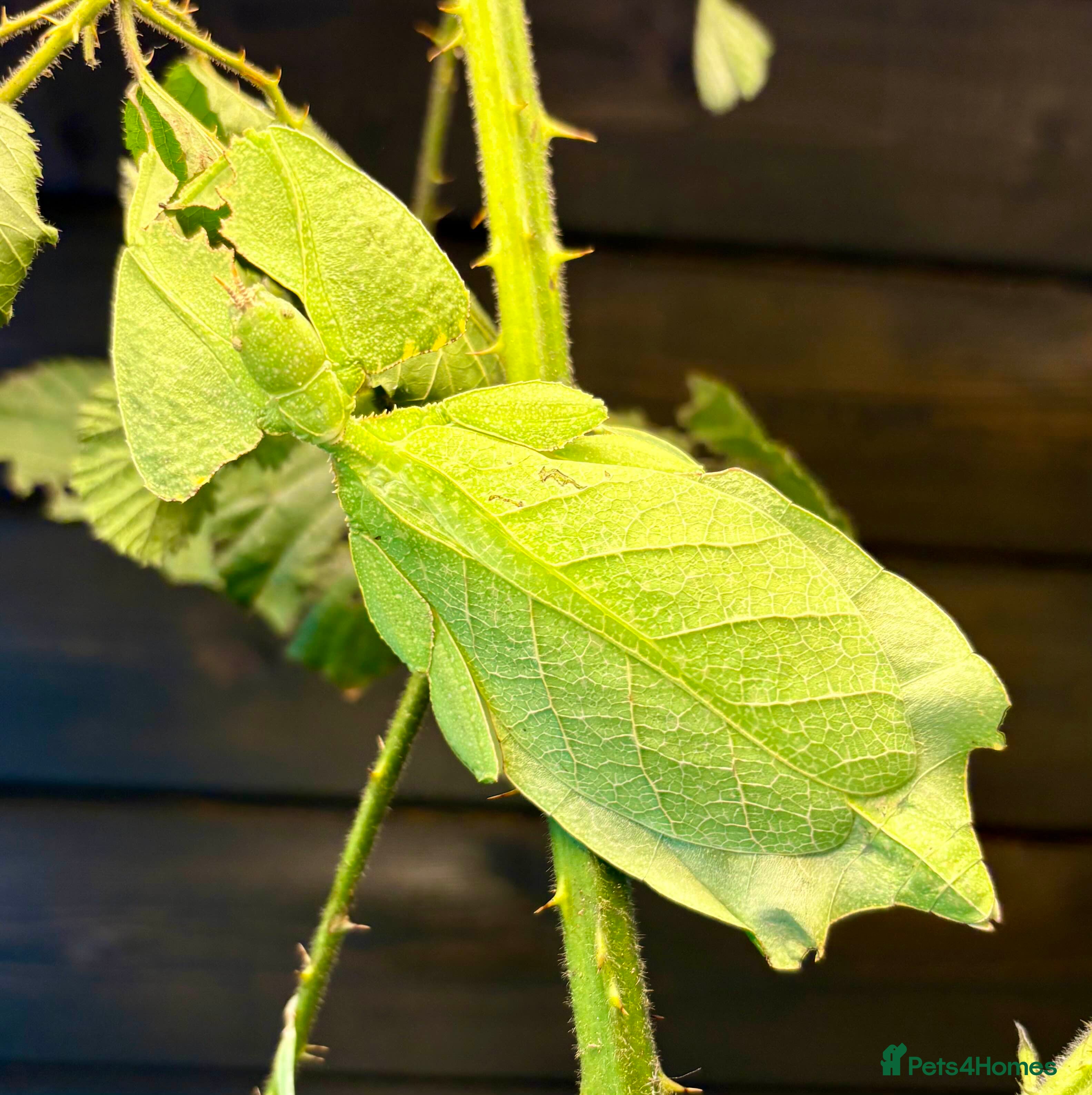 Stick Insects invertebrates Leaf and stick insects for sale - Advert 18