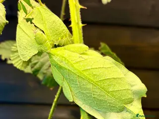 Stick Insects invertebrates Leaf and stick insects for sale - Advert 18