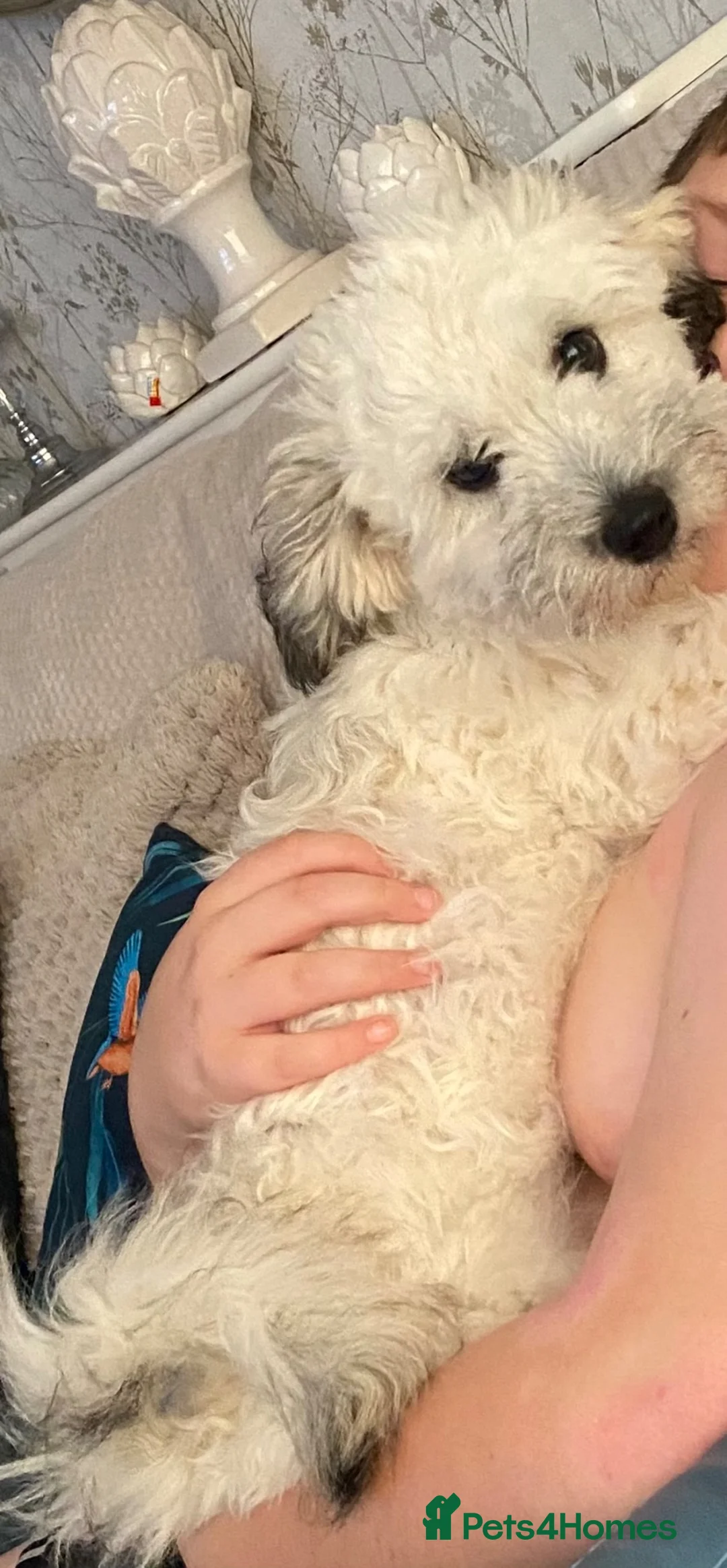Mixed Breed dogs for sale: Bundle of fluff full of energy  in Runcorn - Advert 2