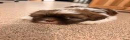 Shih Tzu dogs for sale: Stunning Shih Tzu puppies - Advert 12