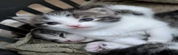 British Shorthair cats for sale: Kittens ready to leave today in Witham - Advert 10