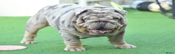 English Bulldog dogs for sale: Like Father Like Son 1 Male pup available in Burnley - Advert 22
