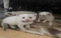 Ragdoll cats for sale: GCCF Seal point and bi colour Ragdoll Kittens - Image 22