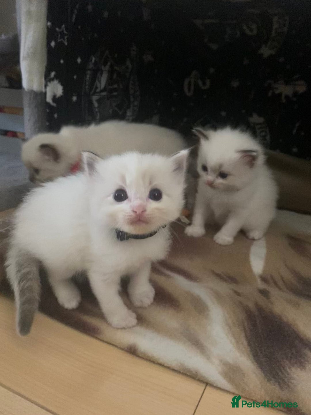 Ragdoll cats for sale: GCCF Seal point and bi colour Ragdoll Kittens - Image 22