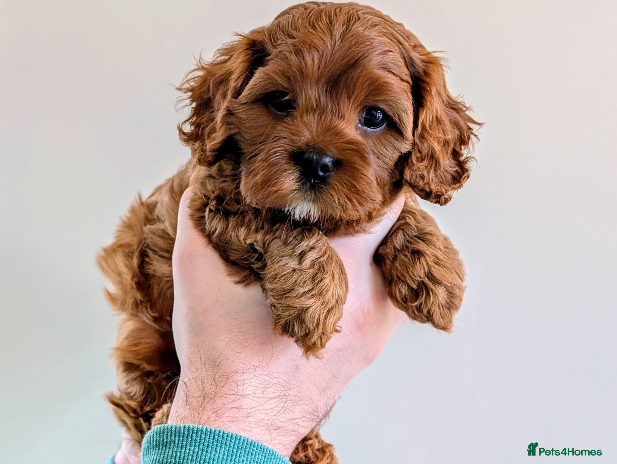 Cavapoo dogs Red Cavapoo boy- Parents DNA,Heart & eyes clear - Advert 1