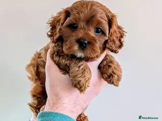 Cavapoo dogs Red Cavapoo boy- Parents DNA,Heart & eyes clear - Advert 3