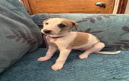 Whippet dogs for sale: 8 WHIPPET PUPPIES   - Image 19