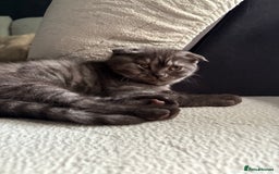 Scottish Fold cats for sale: Scottish fold kittens ready to find new homes - Image 37
