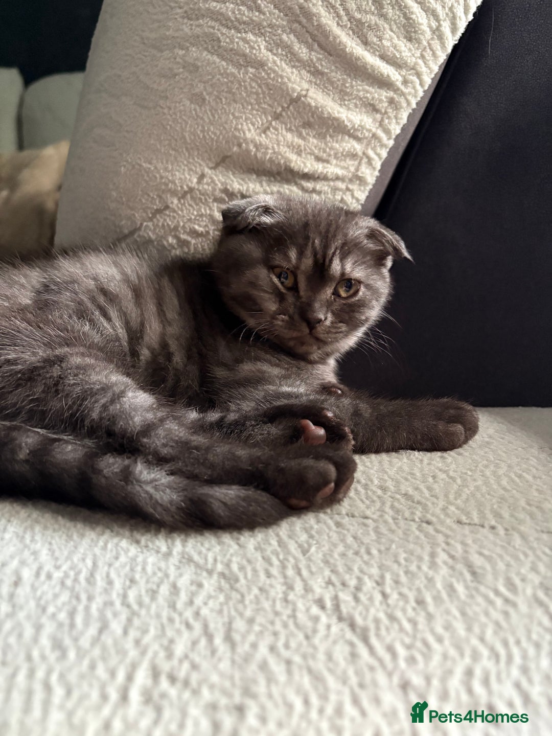 Scottish Fold cats for sale: Scottish fold kittens ready to find new homes - Image 37