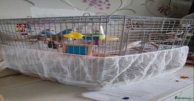 Budgerigars birds - Advert 14