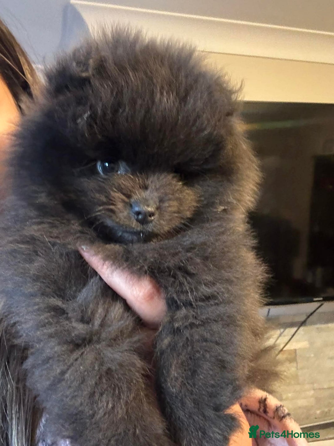 Pomeranian dogs for sale: Gorgeous lilac pomeranian girl. - Advert 2