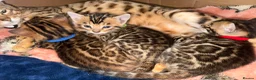 Bengal cats for sale: Stunning TICA registered Bengal kittens - Advert 13