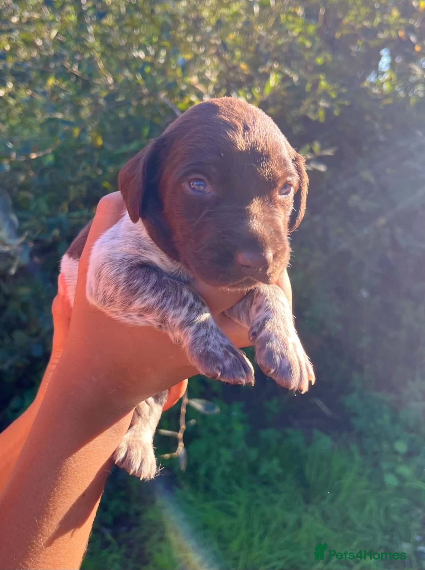 German Shorthaired Pointer dogs ❤️Gorgeous Gsp puppies ❤️🐾🐾 - Advert 16