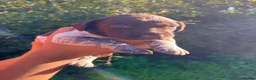 German Shorthaired Pointer dogs for sale: ❤️Gorgeous Gsp puppies ❤️🐾🐾 - Advert 1