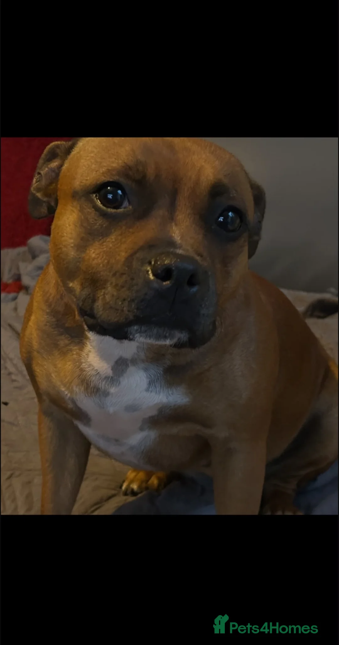 Staffordshire Bull Terrier dogs for sale: Stunning Red Staffordshire Bull Terrier Puppies - Advert 19